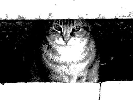 Dithered black and white photo of the street cat hiding under the stairs.