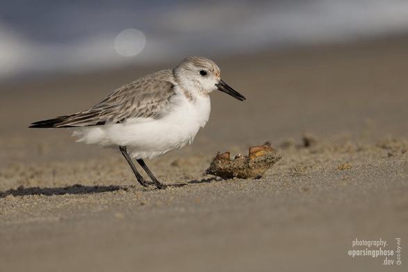 A cutle little sandpiper, feathers fluffed against the cold on a sunny winter day, investigates the shell of a tiny crab on a wet beach.