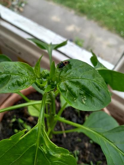 Eine große Marienkaferlarve aif meiner Paprika, einige Blattläuse sitzen auf der Blattoberseite