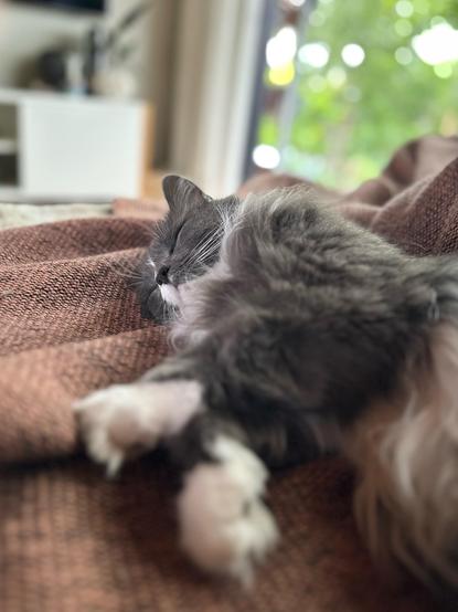 A grey and white longhaired cat snoozing on his side. The white front paws out of focus closest to the camera and his sweet sleeping face in the middle.