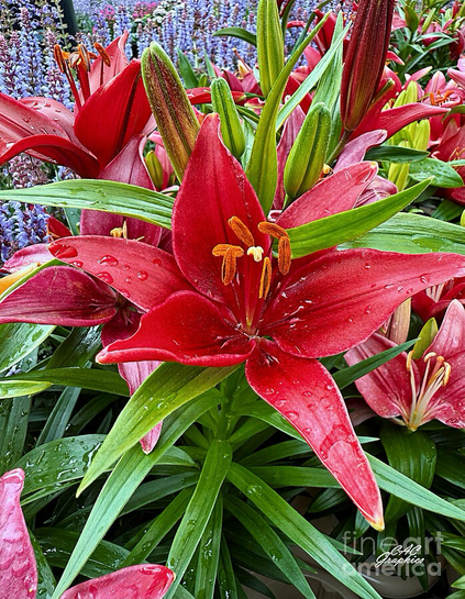 Red Lilies