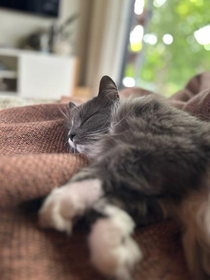 A grey and white longhaired cat snoozing again. The white front paws out of focus closest to the camera and his sweet relaxed face in the middle.