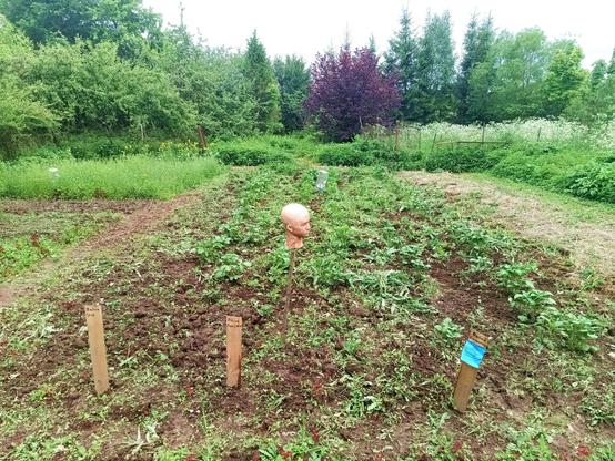 A jungle-like garden with some unkempt areas  in the back and a freshly weeded area with conventional potato beds. Further on the right, a hay covered area with no-dig potato beds. A few wooden signs declare various potato types. A head on a stick oversees the mess. The big potato bed has been freshly weeded by some maniac with a sharp tool. The weeds are chopped to pieces or separated from the roots and lay on the ground. The potato plants in between are of various sizes, with one row on the left virtually nonexistant, others big and healthy.