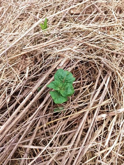 A small potato plant sprouting out between hay and straw. A small green plant (not potato) lurks behind.