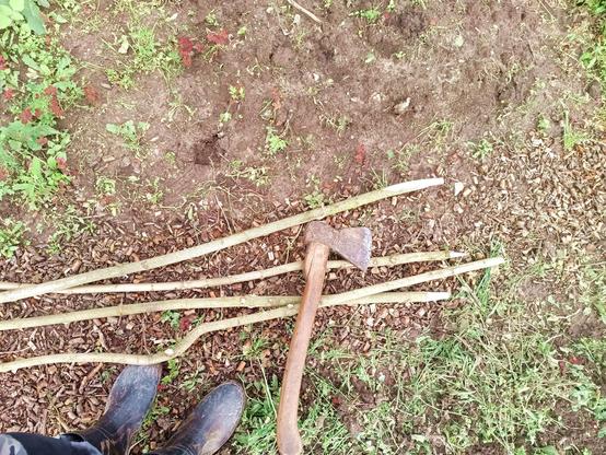 A few maple sticks on the ground, one quite bendy from growing through a fence. They've been debranched and sharpened with a hatchet. Some rubber boots stand next to them.