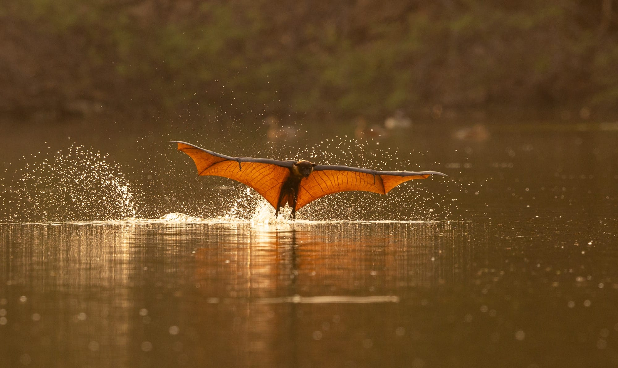 The bat is flying with its feet skimming a still body of water, leaving a gentle wake behind it. Its wings are fully spread out. They are a vivid orange color. Everything else around it is colored in dry slate greens and browns, making it stand out brightly.
