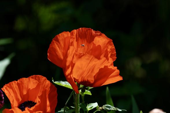 Poppy fly-in bee in the air space above the center of a poppy, viewed from the side