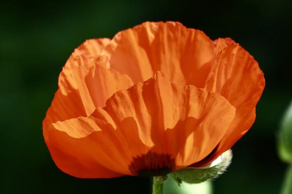 Side view poppy close up
