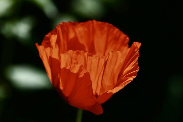 Side view of poppy petals