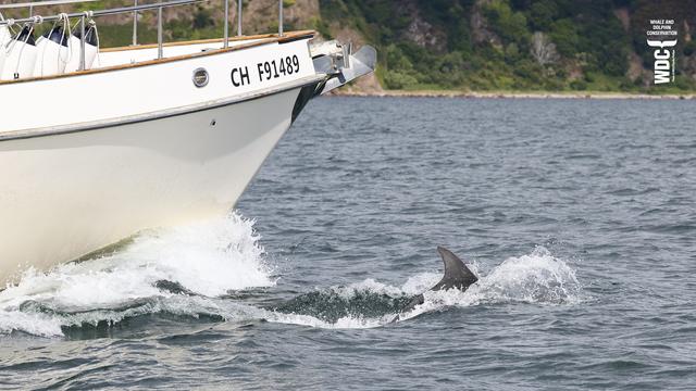 A bottlenose dolphin bow riding with a cruiser boat, the dolphin is in front of the boats bow in a big splosh of water. Inner Moray Firth, Scotland.