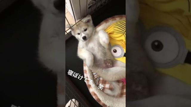 #akitainu ちょっと間抜けな秋田犬の赤ちゃん