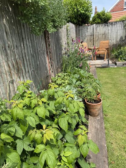 Flowerbed foreground is given over to vegetables: raspberry canes, courgettes and squash plants behind. Towards the end of the border is a tower of flowering sweet peas in shades of pinks and purples and at the end of the border is a 2 seat companion set. The border is overhung by thick honeysuckle flowering in places.