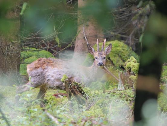Ein Rehbock im Wald