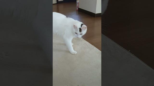 チンピラ/Punk cat#保護猫 #ターキッシュバン #Turkish Van