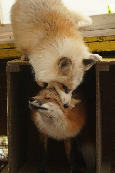 One blonde fox on tip of a doghouse, play biting a red fox below him. Red fox is smiling.