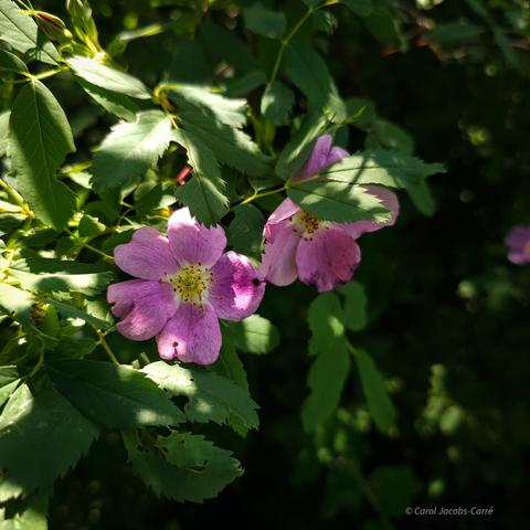 A couple of five petaled pink roses bloom among the green compound leaves of the cluster rose. The shrubs flourish in the dappled shade along the trail. These are sometimes hard to distinguish from the Nootka rose, but the clusters of buds and flowers are typical, whereas the Nootka has mostly solitary flowers. The stems of cluster roses tend to arch more, the Nootka grows fairly straight for several feet before arching.