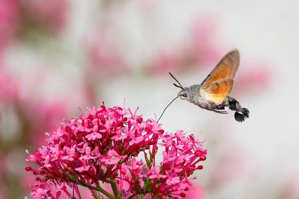 Taubenschwänzchen im Flug an einer rosa Blüte