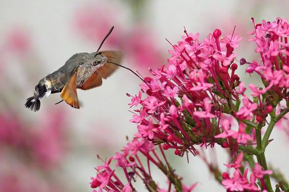 Taubenschwänzchen im Flug an einer rosa Blüte