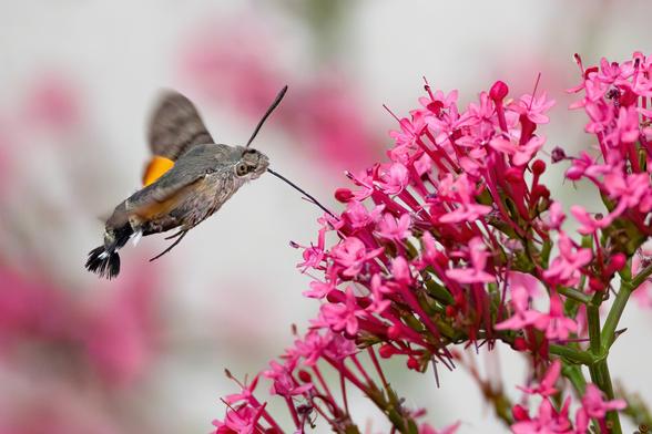 Taubenschwänzchen im Flug an einer rosa Blüte