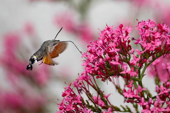 Taubenschwänzchen im Flug an einer rosa Blüte