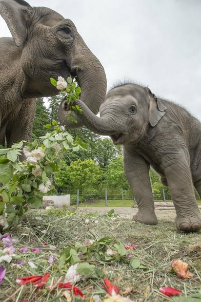 Description Provided by @OregonZoo: 
Elephant calf Tula-Tu holding a rose