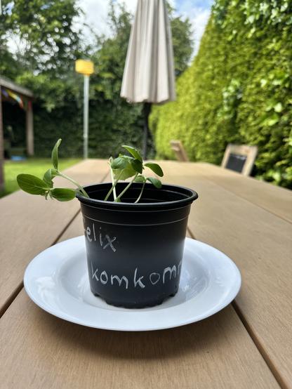 Picture of a sprouting plant (hopefully is a cucumber sprouting), in a black plastic little pot.