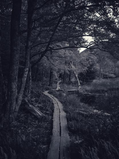 the cool, shaded atmosphere and muted tones under the forest boughs of the Canon Brook Trail Footpath in the lee of Dorr Mountain