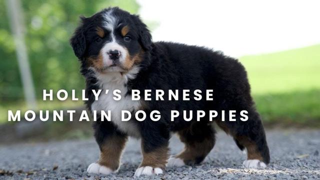 Our Available Bernese Mountain Dog Puppies Here at Mountain Dog Companion | Holly's Litter Update