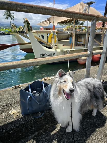 A dog stands in front of a Hawaiian sailing canoe.