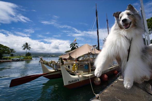 A dog in the foreground and a Hawaiian sailing canoe in the background.