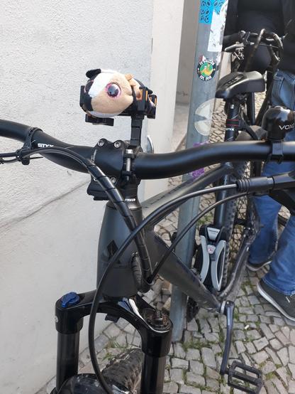 Buster sitzt aufm Vorbau vom Fahrrad. Er guckt aber n bissl ähm eingeklemmpt.