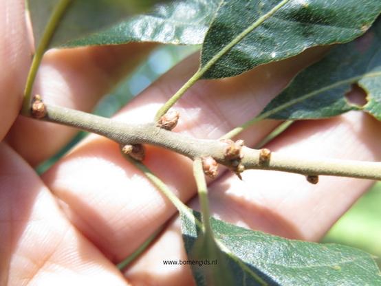 Photo of treespecies Quercus ilicifolia : Category is loot