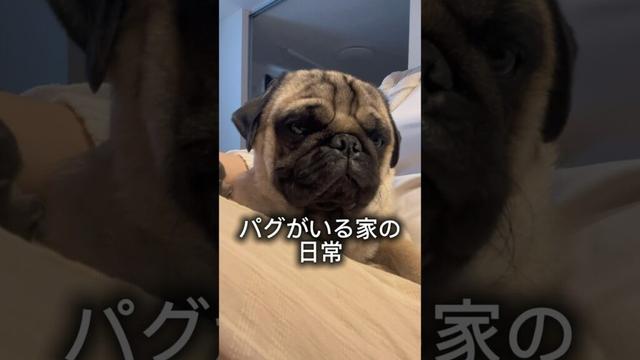 我が家はいつもこんな感じ www #shorts #shortvideo #パグ #犬 #pug #dog #愛犬