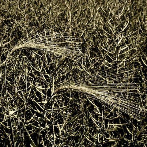 Square photo of two ears of barley in a rape field in pale colors.