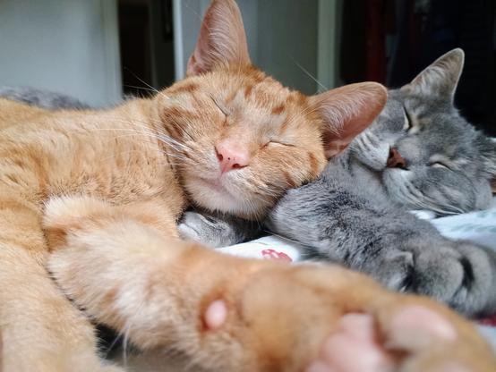 An orange cat sleeps peacefully atop a gray cat