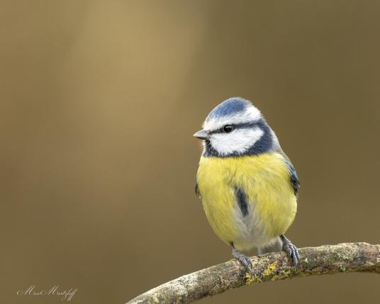 Auf dem Bild ist ein kleiner Singvogel zu sehen, der auf einem Ast sitzt. Es handelt sich um eine Blaumeise, eine in Europa weit verbreitete Vogelart.

Die Blaumeise hat ein auffälliges, farbenfrohes Gefieder:

Der Kopf ist blau mit einer weißen Gesichtsmaske und einem dunklen Augenstreif.

Die Brust und der Bauch sind leuchtend gelb, mit einem dunklen Längsstrich in der Mitte.

Der Rücken ist grünlich, und die Flügel sowie der Schwanz zeigen Blautöne.

Sie hat einen kurzen, schwarzen Schnabel und dünne, graue Beine mit kleinen Krallen, mit denen sie sich sicher am Ast festhält.

Der Hintergrund des Bildes ist unscharf und einfarbig braun, was den Vogel besonders deutlich hervorhebt. Die Atmosphäre wirkt ruhig und natürlich. Es ist ein typisches Naturfoto mit Fokus auf einem einzelnen Tiermotiv