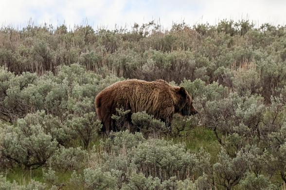 Grizzly bear walking through the brush on a hillside.