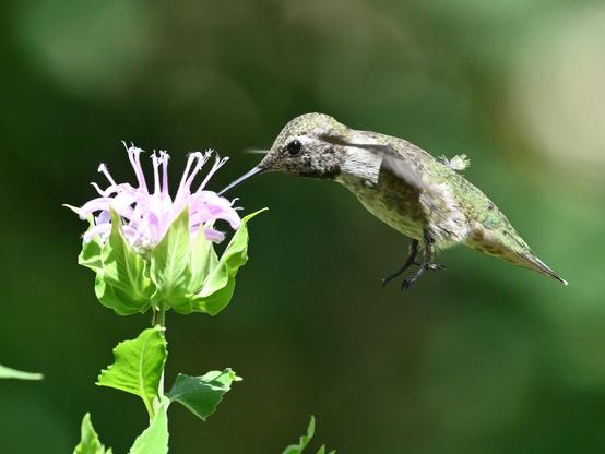 A young Anna's Hummingbird is taking nectar from a Bee Balm flower cluster. The bird is overall gray and metallic green with some downy feathers about to shed. The flowers in the head are light lavender and are cupped by green petals.