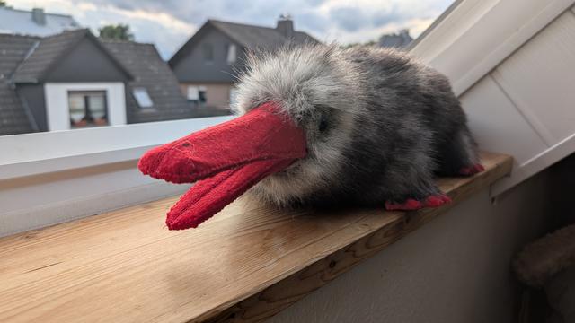 Platypus with gray-black patterned fur and red beak and feet sits on the windowsill and looks into the camera.