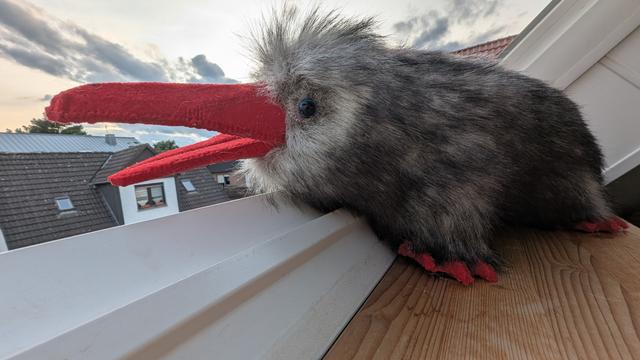 Platypus looks outside the window