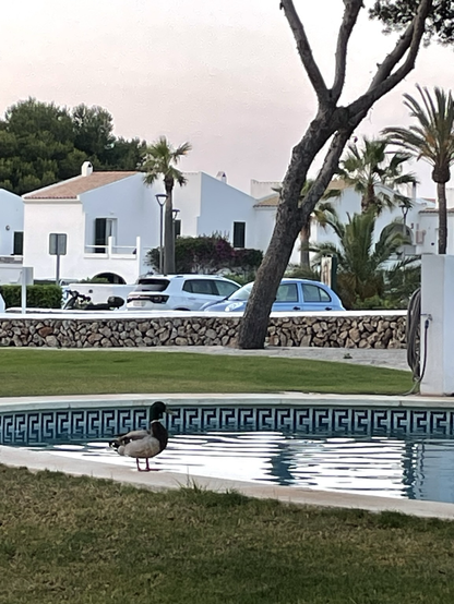 Un canard au bord d’une piscine