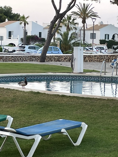 Un canard au bord d’une piscine
