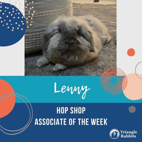 A graphic advertising the Hop Shop Associate of the Week, featuring a fuzzy gray lop rabbit lying on a gray carpet.