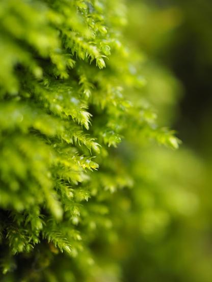 Close-up of green moss growing on a wall, that is reminiscent of a forest of spiky trees
