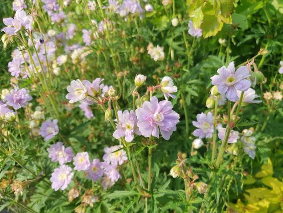 Lilane kleine Blüten blühen zwischen grünen Blättern. Die Abendsonne fällt darauf.