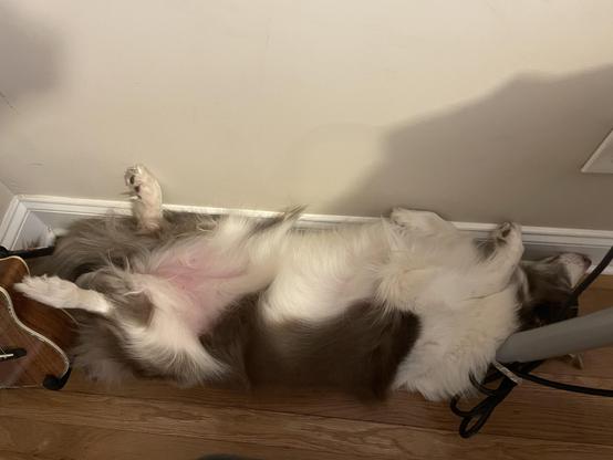 brown and white fluffy border collie presenting her belly for rubs while between the wall and the leg of a desk.
