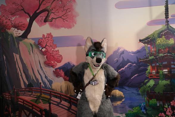 alt text: a wolf fursuiter stands in front of a colorful illustrated backdrop at the clarion malmö live during nordicfuzzcon 2025. the backdrop features a stylized japanese landscape with cherry blossom trees, a red bridge, mountains, and a pagoda by a river. the fursuiter is wearing a green visor, a winrar-themed bag, and several event badges on a lanyard.