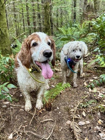 Two smiling dogs covered in fresh dirt take a moment from their digging to pose for a photo.
