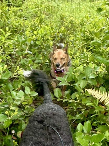 A dog squints her eyes and grins as she bursts through a wall of wild greenery in chasing another dog.