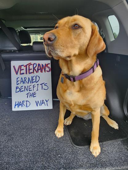 A white sign board the says Veterans earned benefits the hard way. Summer is sitting in the back of my car because she wants to go along.